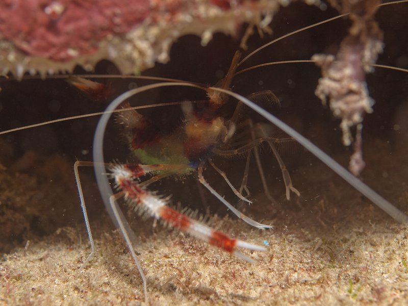 Shrimp, Bounty